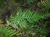 image of Polypodium glycyrrhiza