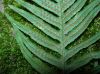 image of Polypodium glycyrrhiza