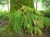 image of Polypodium glycyrrhiza
