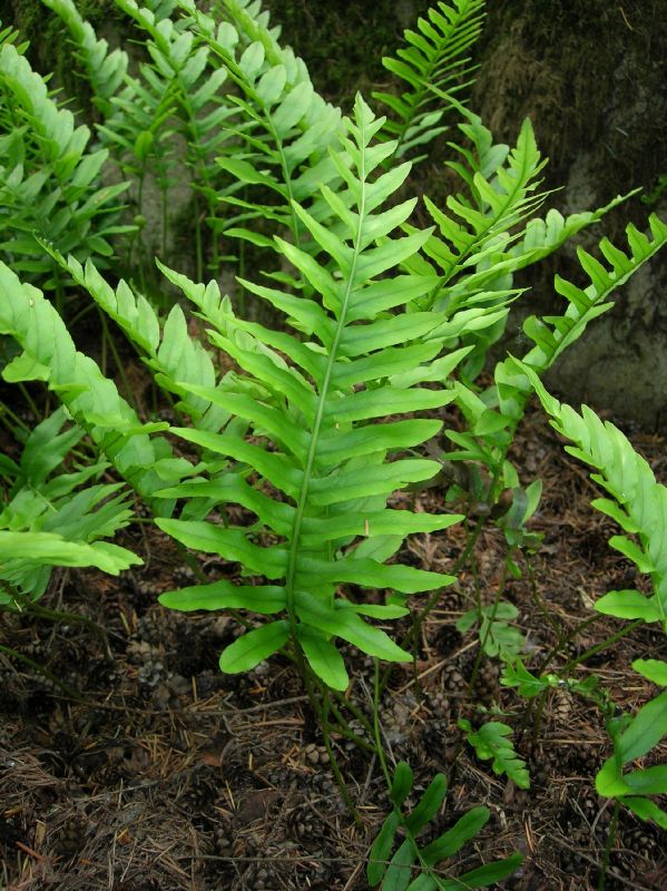 Polypodiaceae Polypodium scouleri