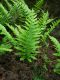 image of Polypodium scouleri