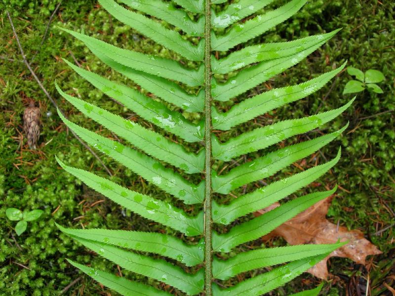 Dryopteridaceae Polystichum munitum