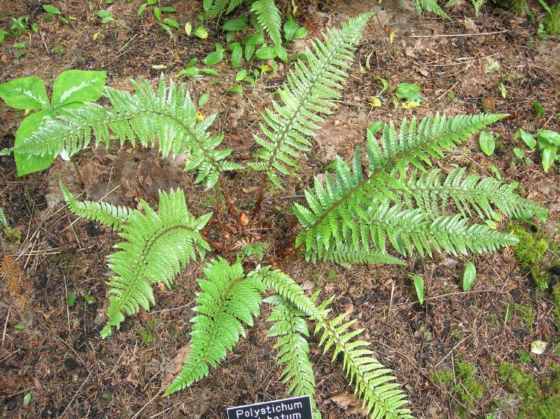 Dryopteridaceae Polystichum neolobatum