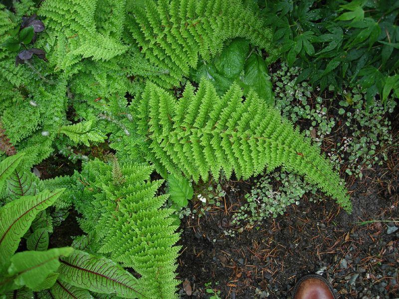 Dryopteridaceae Polystichum setiferum
