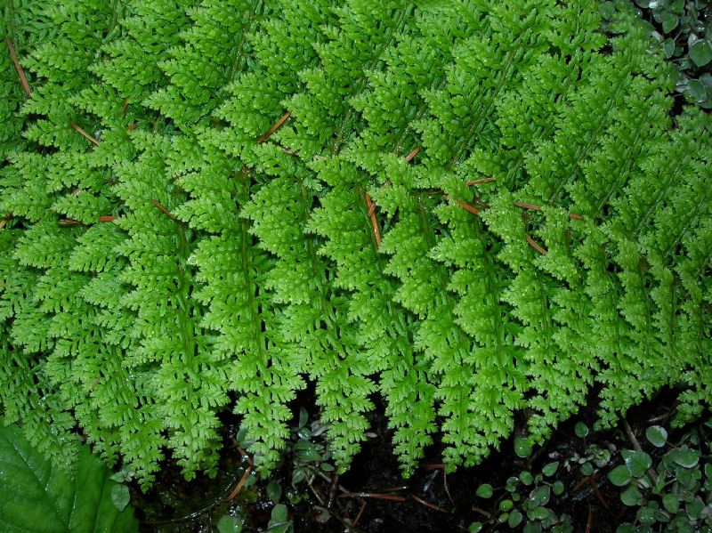 Dryopteridaceae Polystichum setiferum