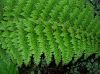 image of Polystichum setiferum