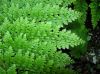 image of Polystichum setiferum