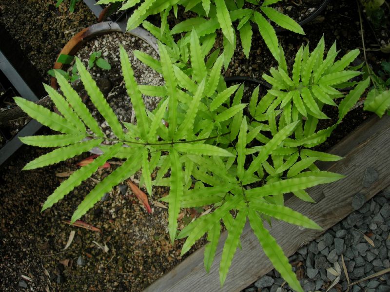 Pteridaceae Pteris cretica