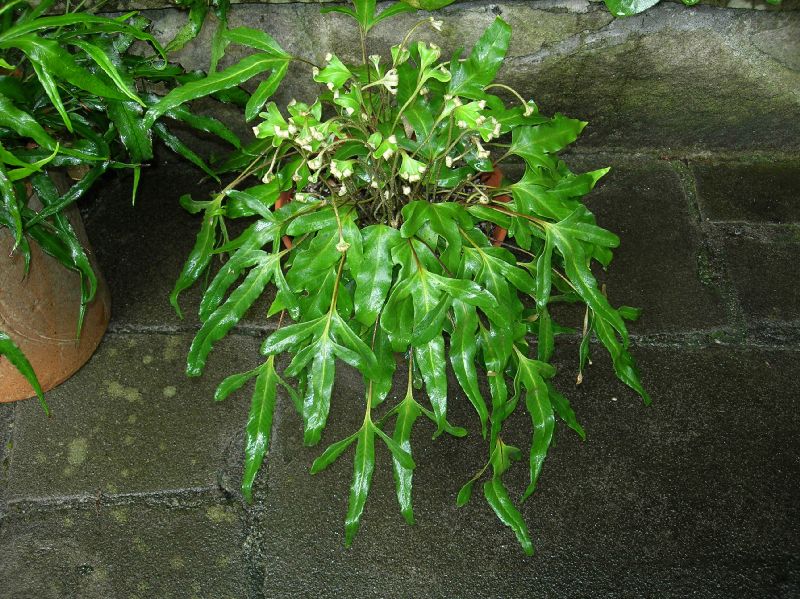 Polypodiaceae Pyrrosia hastata