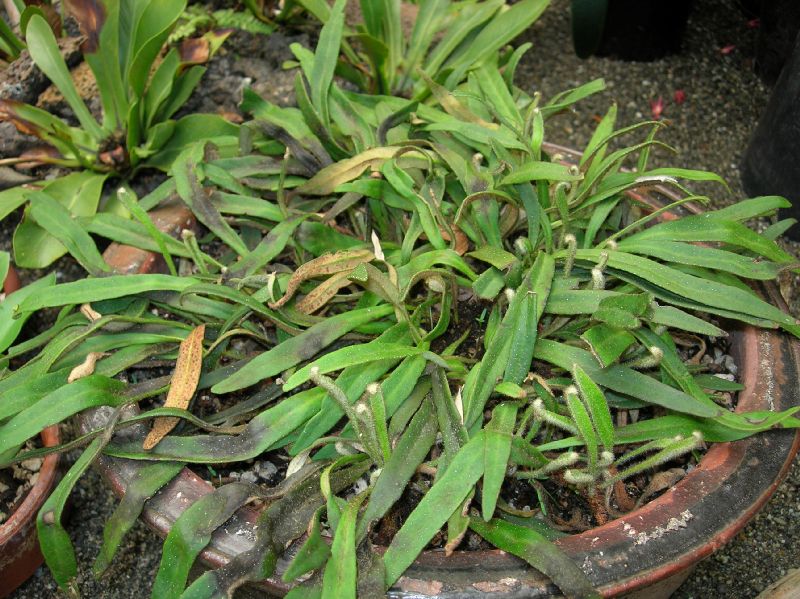 Polypodiaceae Pyrrosia linearifolia