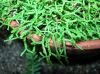 image of Selaginella sanguiolenta