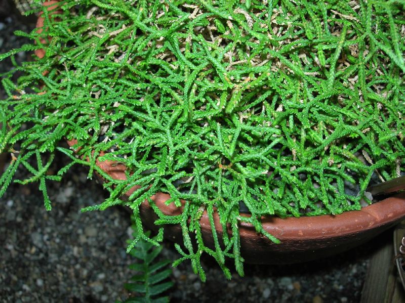 Selaginellaceae Selaginella sanguiolenta