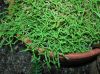 image of Selaginella sanguiolenta