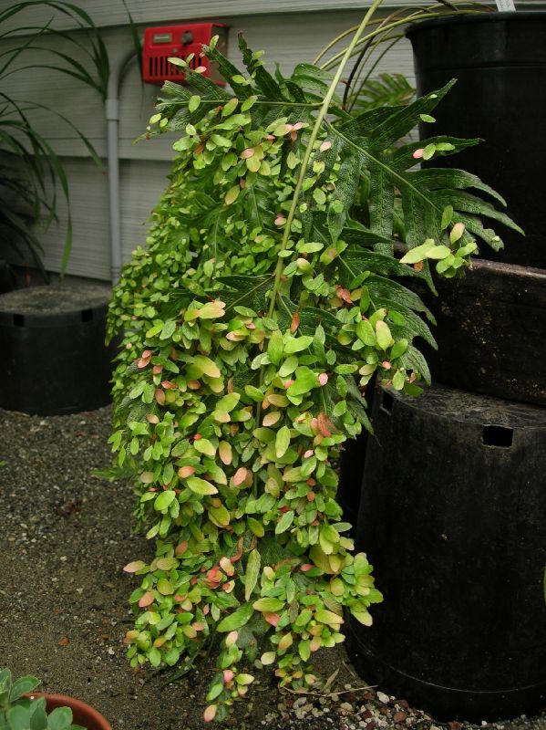 Blechnaceae Woodwardia orientalis