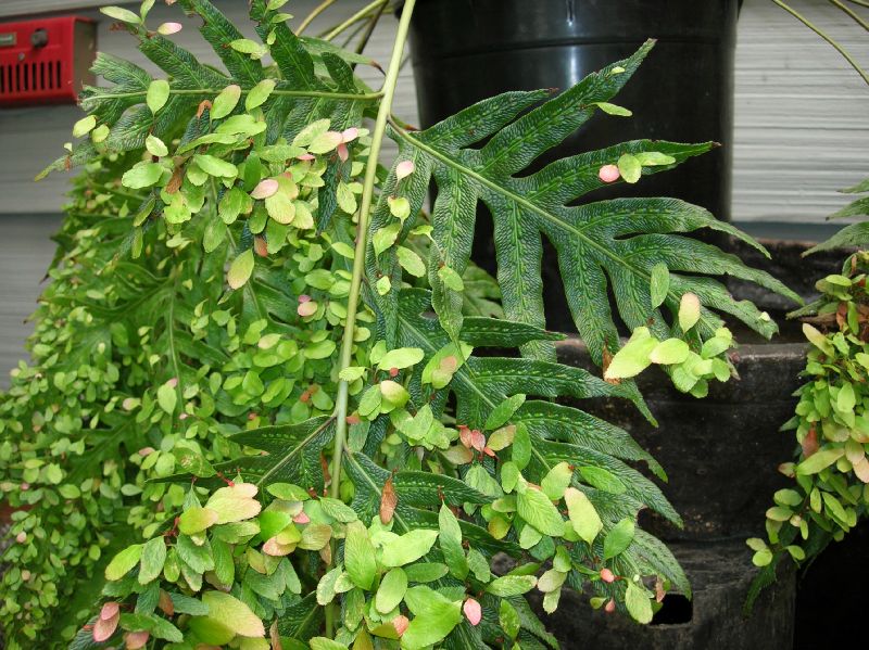 Blechnaceae Woodwardia orientalis