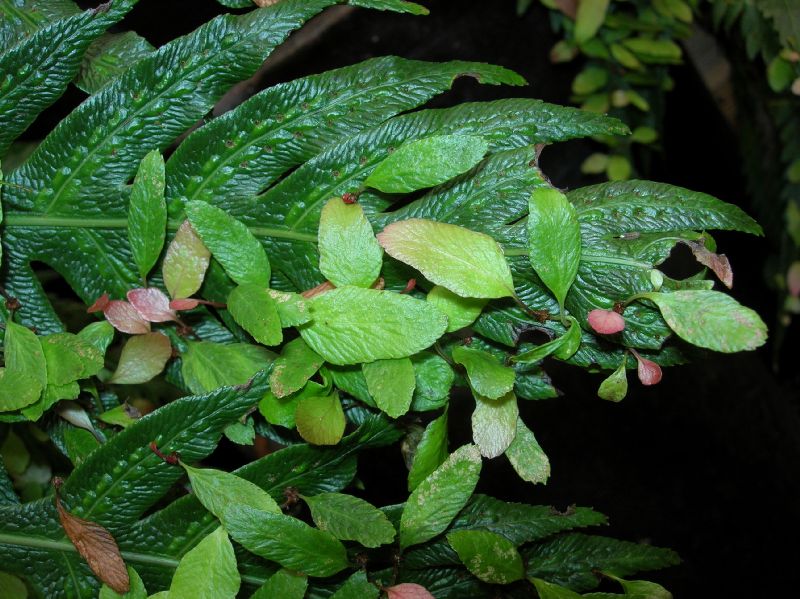 Blechnaceae Woodwardia orientalis