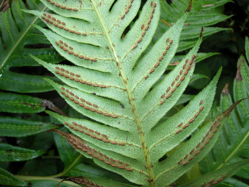 Blechnaceae Woodwardia radicans