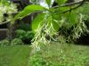 image of Chionanthus virginicus