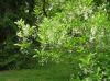 image of Chionanthus virginicus