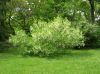 image of Chionanthus virginicus