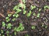 image of Ocimum basilicum