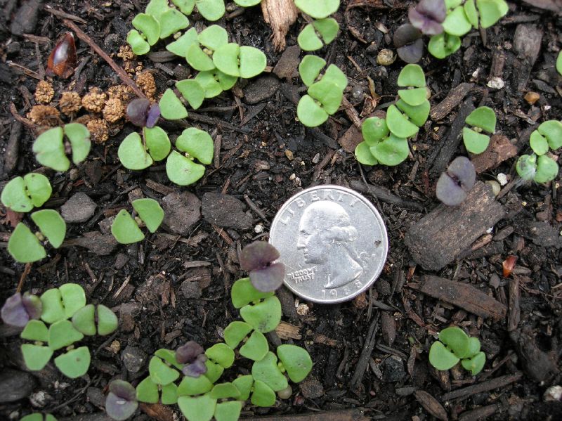 Lamiaceae Ocimum basilicum