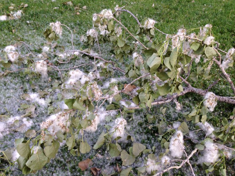 Salicaceae Populus deltoides