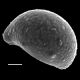 image of Campyloneurum angustifolium