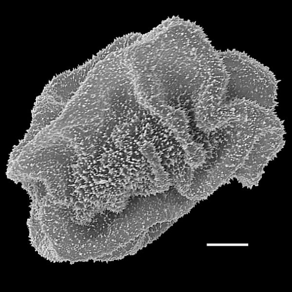Dryopteridaceae Polybotrya attenuata