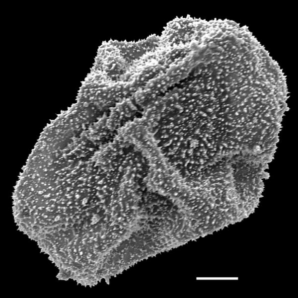 Dryopteridaceae Polybotrya attenuata