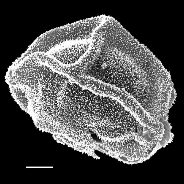 Dryopteridaceae Polybotrya caudata