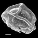 image of Polybotrya caudata