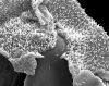 image of Polybotrya caudata