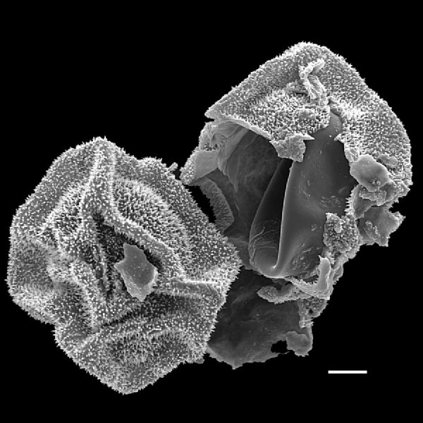 Dryopteridaceae Polybotrya caudata