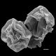 image of Polybotrya caudata