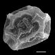 image of Polybotrya osmundacea