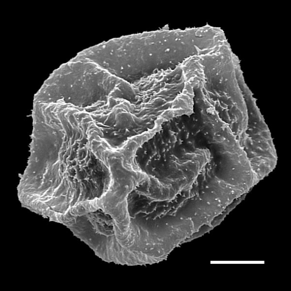 Dryopteridaceae Polybotrya osmundacea