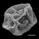 image of Polybotrya osmundacea