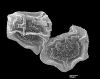 image of Polybotrya osmundacea