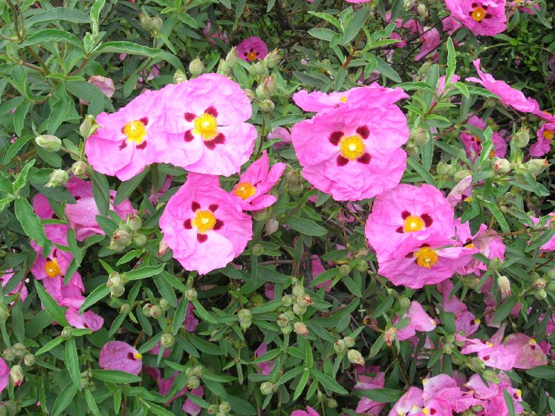 Cistaceae Cistus purpurea