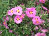 image of Cistus purpurea