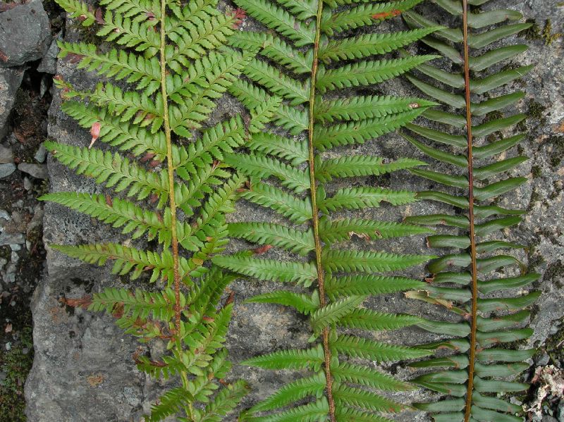 Dryopteridaceae Polystichum andersonii X munitum