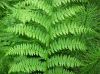 image of Athyrium filix-femina