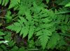 image of Gymnocarpium disjunctum