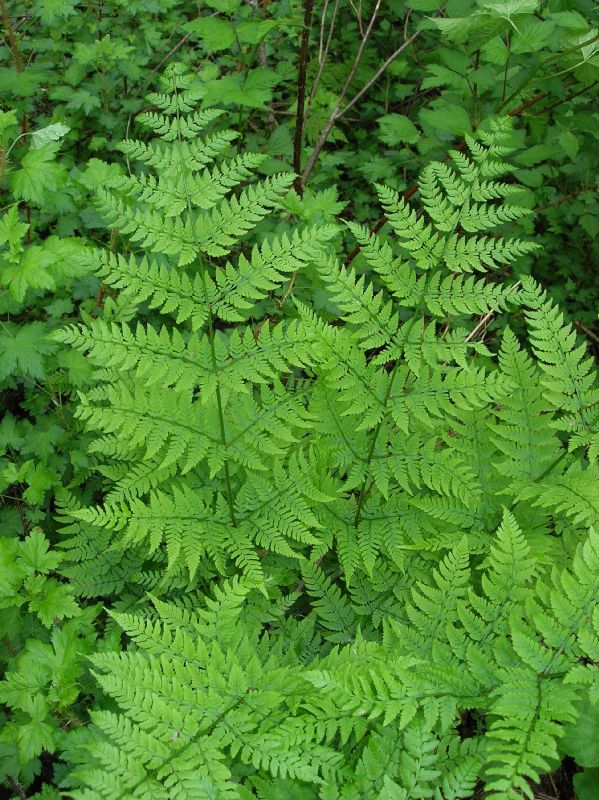 Dryopteridaceae Dryopteris expansa