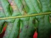 image of Polypodium glycyrrhiza