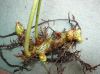 image of Polypodium glycyrrhiza