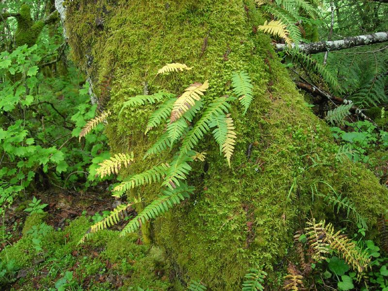Polypodiaceae Polypodium glycyrrhiza