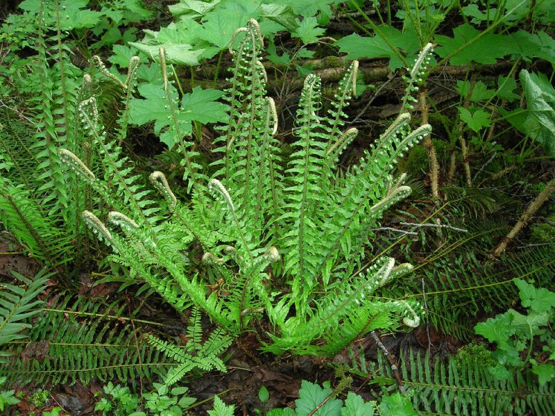 Dryopteridaceae Polystichum munitum