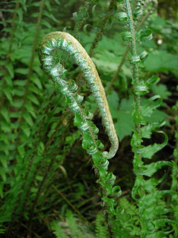 Dryopteridaceae Polystichum munitum